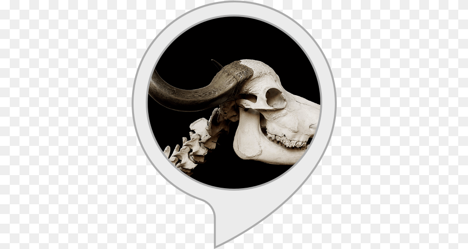 Amazoncom Spooky Music Alexa Skills Bull Skull And Jaw, Animal, Mammal Free Png Download