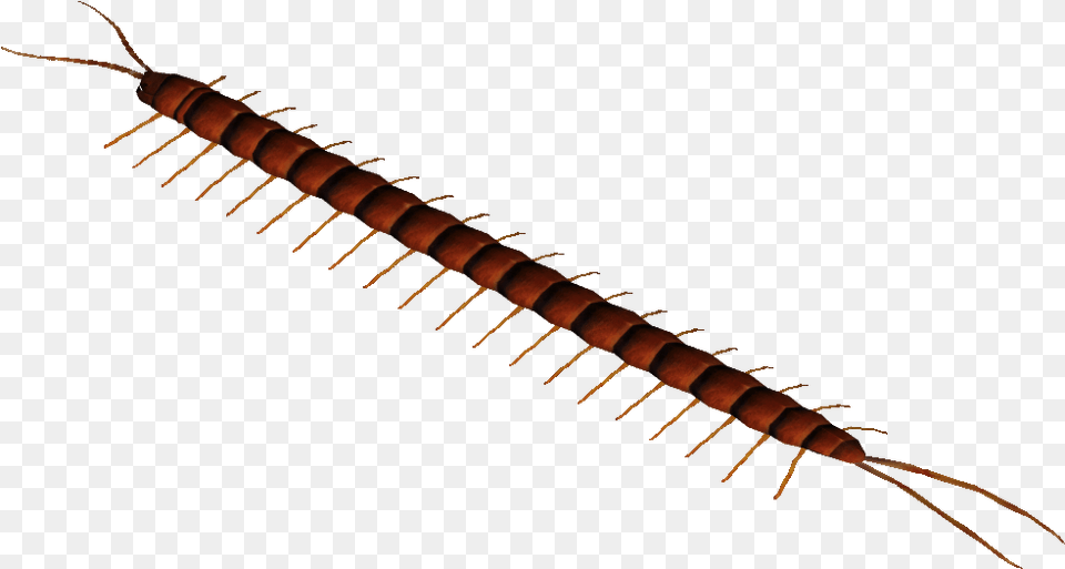 Amazonian Giant Centipede Millipedes, Animal, Insect, Invertebrate, Worm Png Image