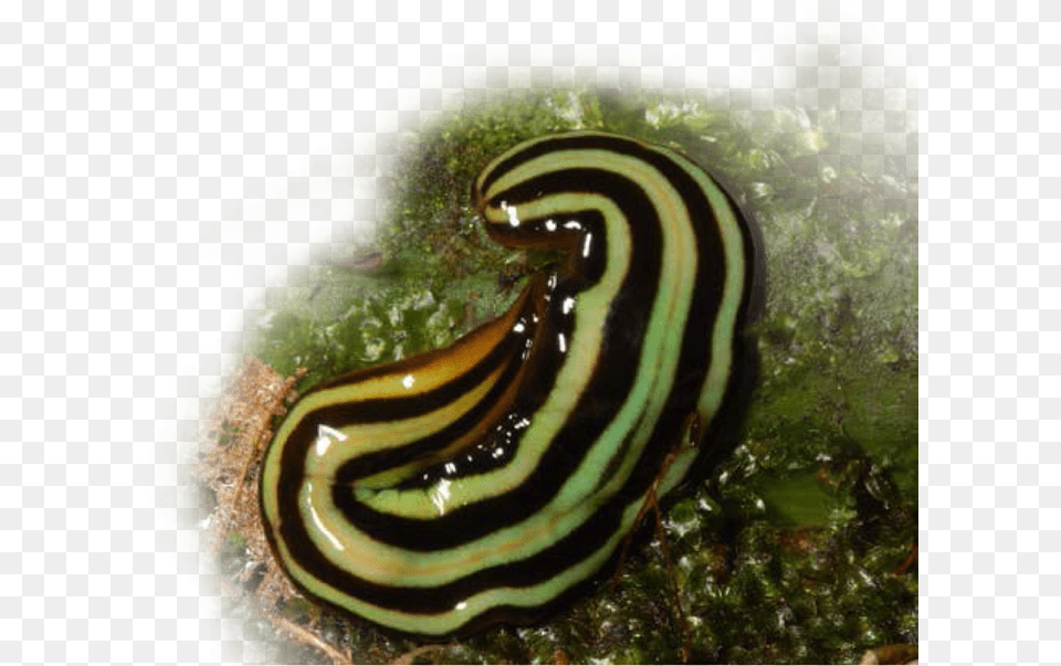 Amazonian Land Planarian Snails And Slugs, Animal, Insect, Invertebrate, Slug Free Transparent Png