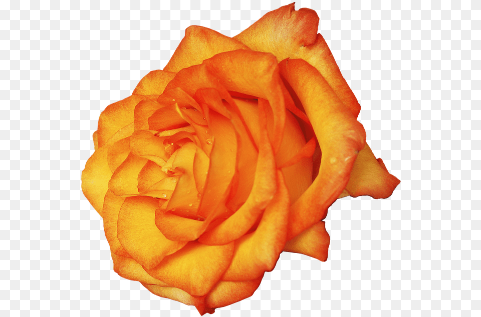 Amber Rose Garden Roses, Flower, Plant, Petal Free Transparent Png