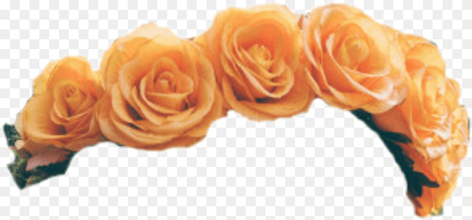 Amber Rose Yellow Flower Crown, Plant, Petal, Flower Arrangement, Flower Bouquet Free Png Download