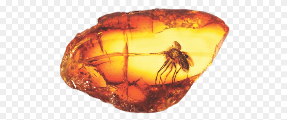 Amber With Large Mosquito, Accessories, Jewelry, Gemstone, Fossil Free Transparent Png