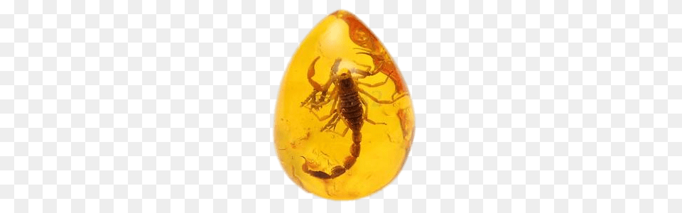 Amber With Trapped Scorpion, Animal, Insect, Invertebrate Free Png