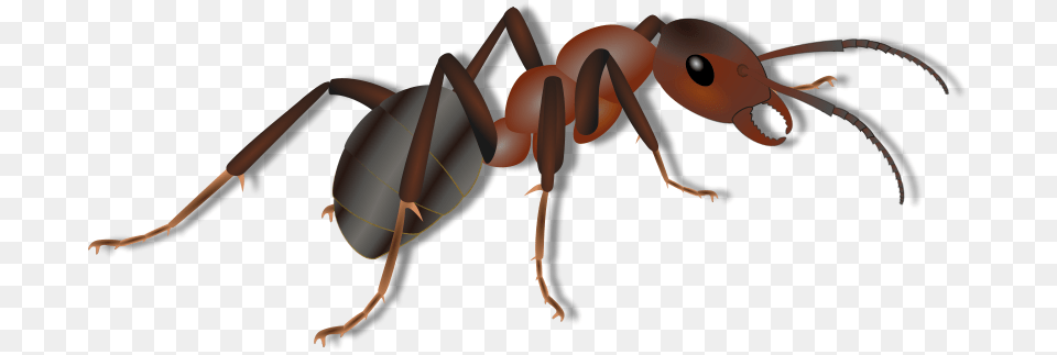 Ameise, Animal, Ant, Insect, Invertebrate Free Transparent Png