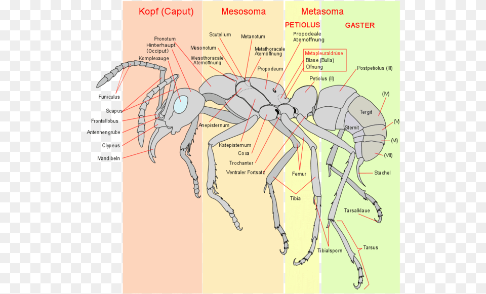 Ameise Schema Ant Anatomy, Animal, Insect, Invertebrate Png