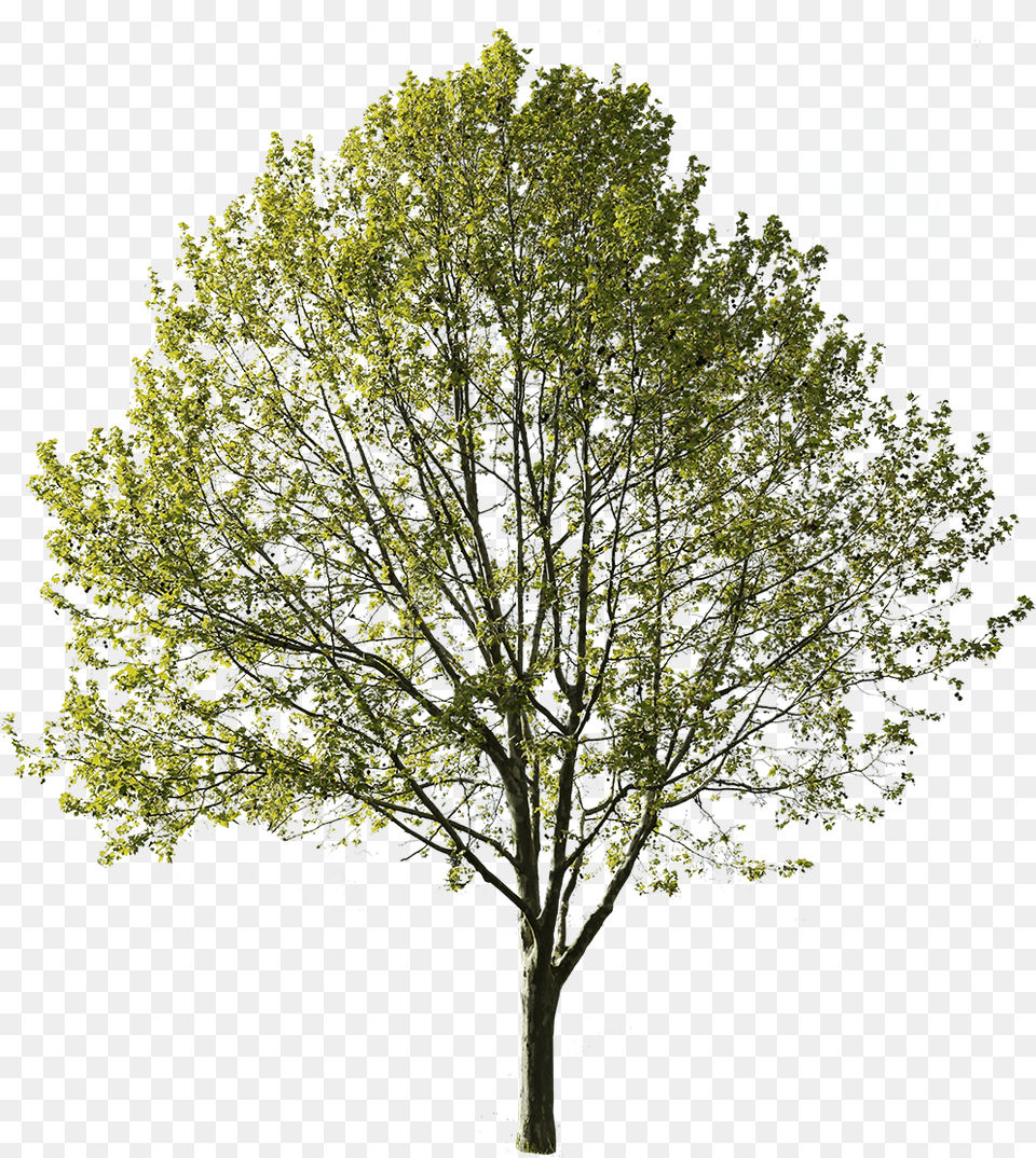 Amelanchier, Oak, Plant, Sycamore, Tree Png Image