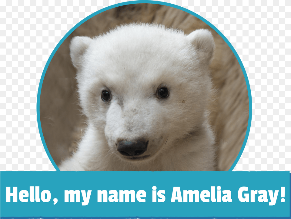 Amelia Gray Polar Bear, Animal, Mammal, Wildlife, Polar Bear Free Png Download