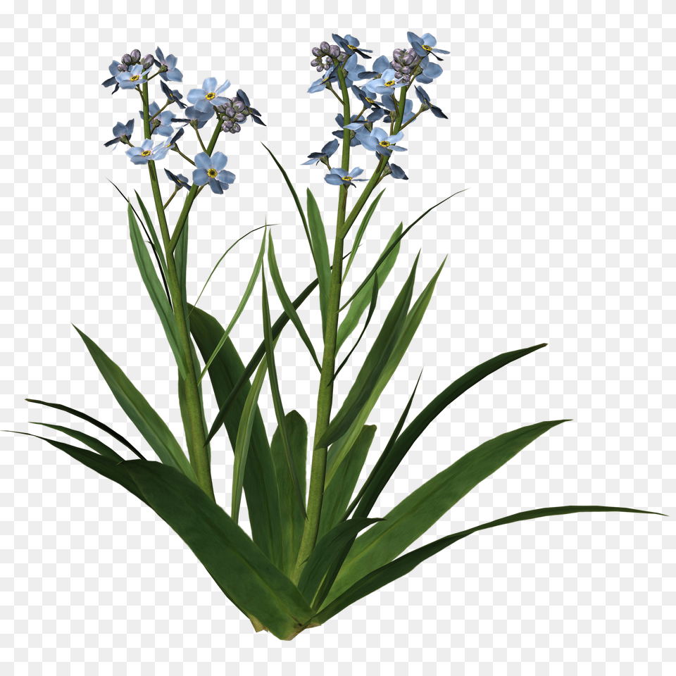 Amen Clipart, Flower, Plant, Flower Arrangement, Acanthaceae Png