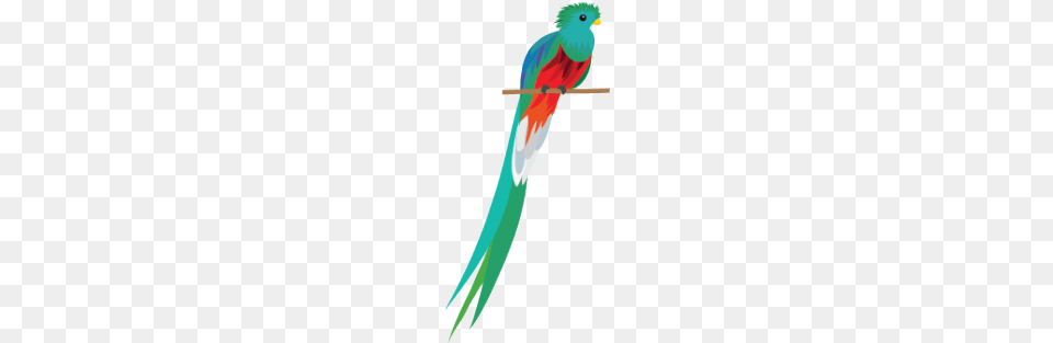 Amenazas Quetzal Ave Ilustracion, Animal, Bird, Parakeet, Parrot Free Png Download