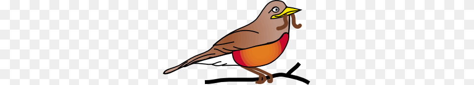 Amercan Robin Clip Art, Animal, Beak, Bird, Finch Free Transparent Png