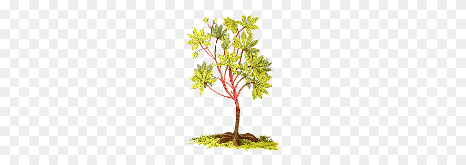 America Leaf, Plant, Tree, Vegetation Free Transparent Png