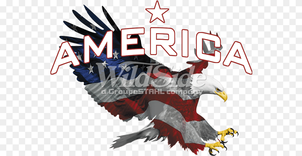 America Bald Eagle, Animal, Bird, Person, Beak Png