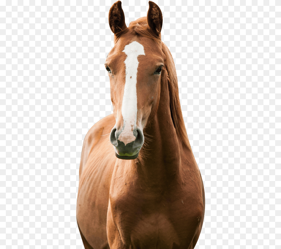 America S Toughest Sheriff Horse Keeping, Animal, Colt Horse, Mammal, Stallion Free Png Download
