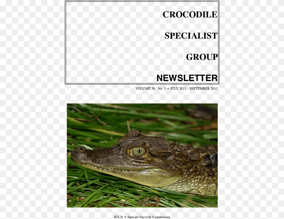 American Alligator, Animal, Lizard, Reptile, Crocodile Png