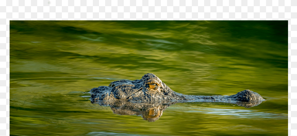 American Alligator, Animal, Crocodile, Reptile, Lizard Png