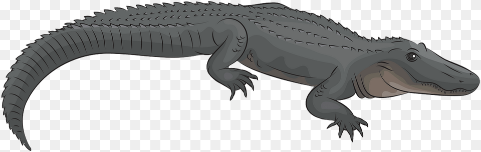 American Alligator, Animal, Dinosaur, Reptile, Crocodile Free Transparent Png