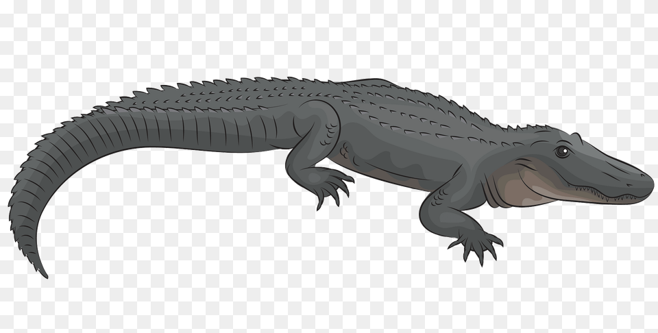 American Alligator Clipart, Animal, Crocodile, Reptile, Fish Free Transparent Png