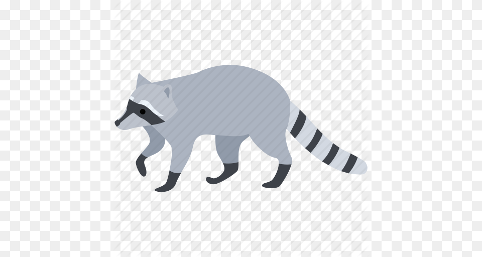 American Animal Fur Pest Raccoon Racoon Thief Icon, Mammal, Kangaroo Png