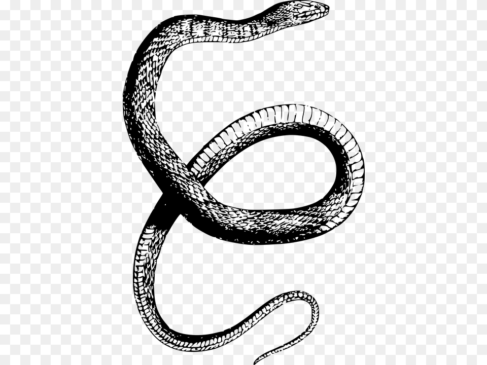 American Animal Reptile Snake Us Usa Water Snake Drawing Transparent, Gray Png Image
