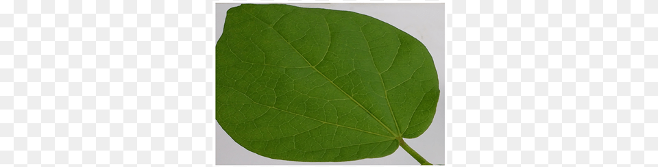 American Aspen, Leaf, Plant, Tree Free Png
