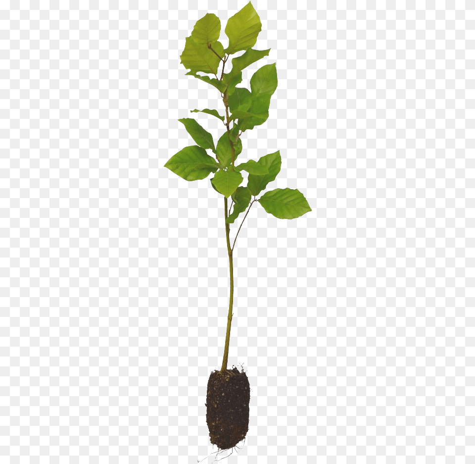 American Aspen, Leaf, Plant, Soil, Tree Png Image