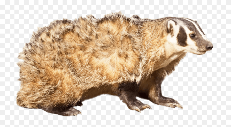 American Badger, Animal, Canine, Dog, Mammal Png Image