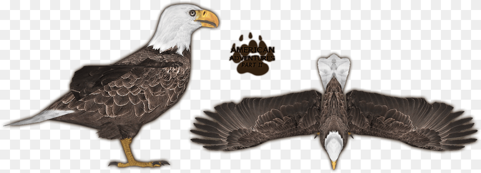 American Bald Eagle, Animal, Beak, Bird, Bald Eagle Free Transparent Png