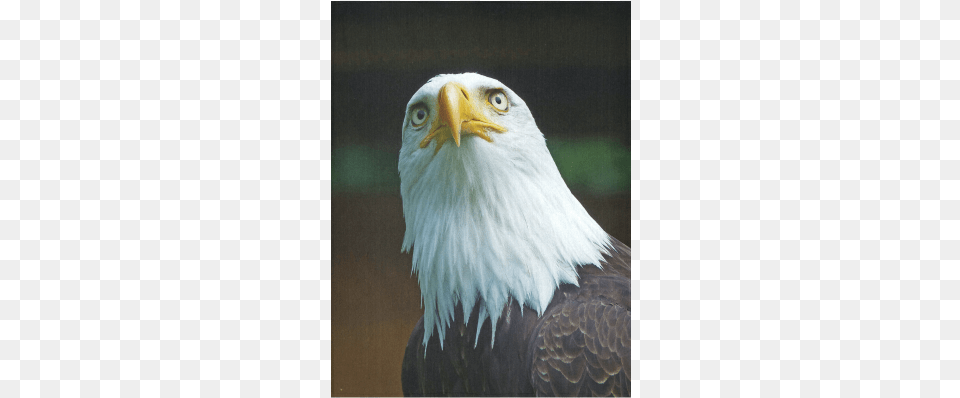 American Bald Eagle Head 001 01 Cotton Linen Wall Tapestry Amerikanischer Weikopfseeadler Kopf Karte, Animal, Beak, Bird, Bald Eagle Free Png