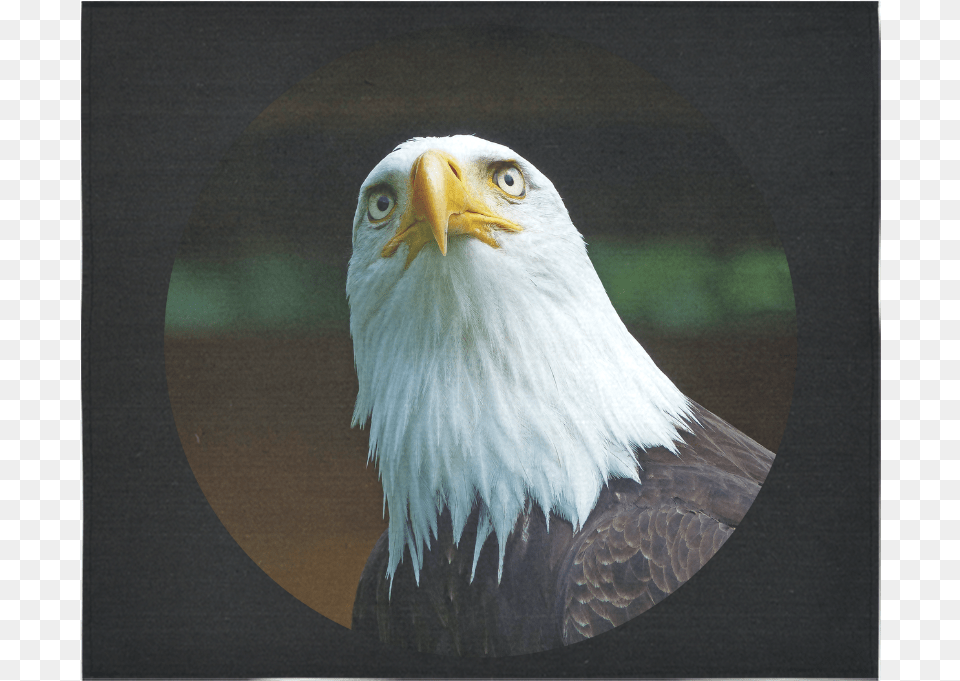 American Bald Eagle Head 001 06 Rd Cotton Linen Wall Bald Eagle, Animal, Beak, Bird, Bald Eagle Free Png Download