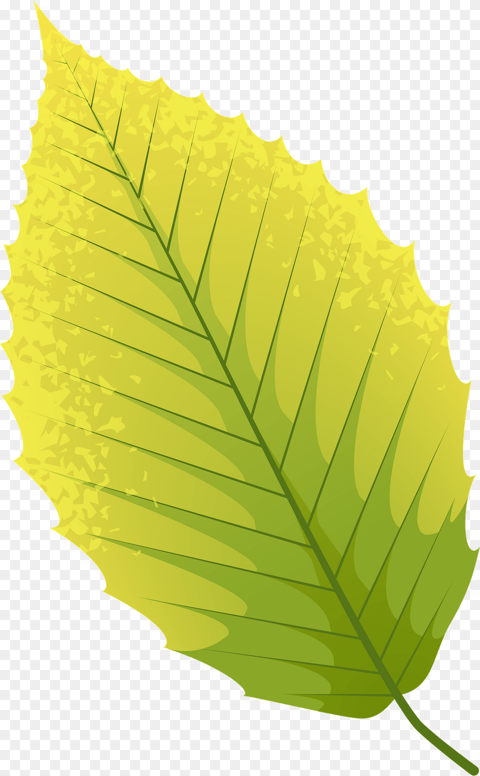 American Beech Autumn Leaf Clipart, Plant Free Transparent Png