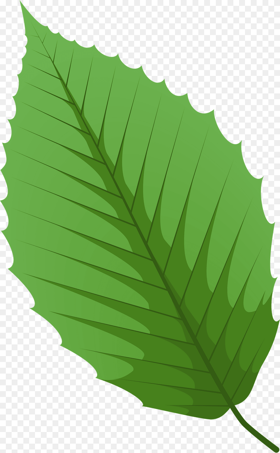 American Beech Green Leaf Clipart, Plant Png Image