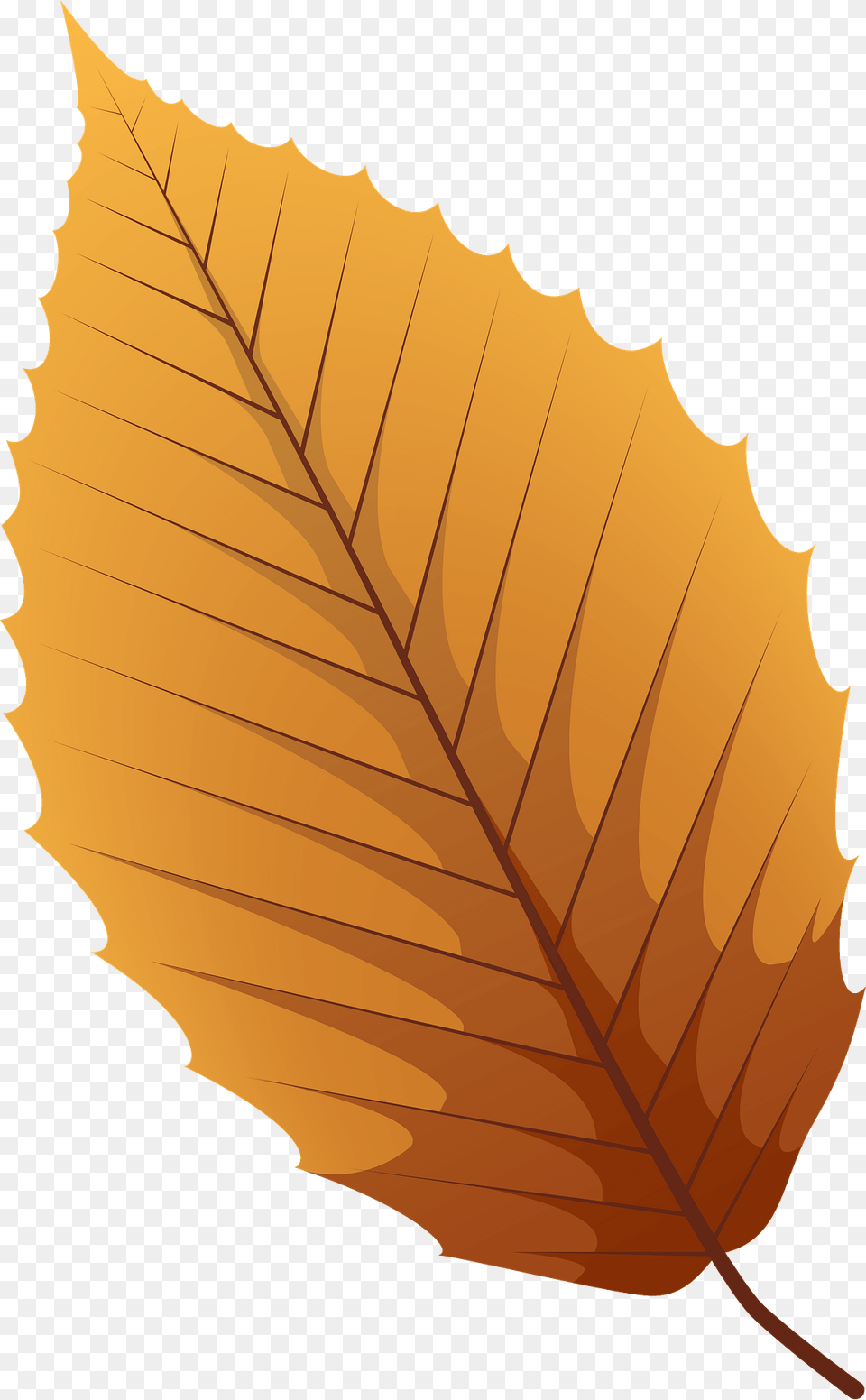 American Beech Late Autumn Leaf Clipart, Plant, Tree, Person Png Image