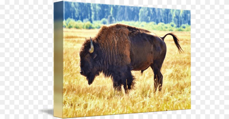 American Bison By Bison, Animal, Cattle, Cow, Livestock Free Png Download