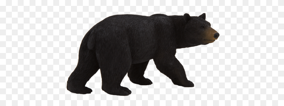 American Black Bear, Animal, Mammal, Wildlife, Black Bear Png