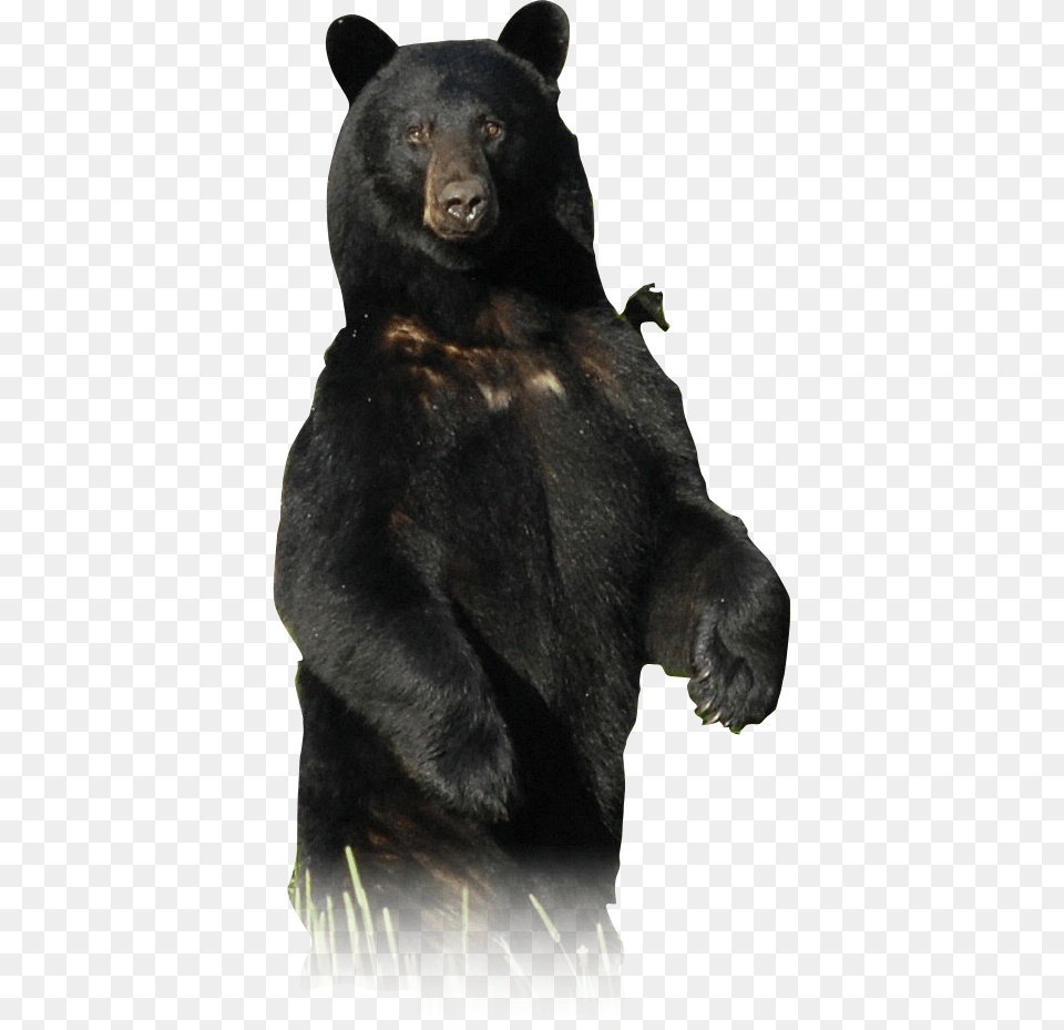 American Black Bear, Animal, Mammal, Wildlife, Black Bear Free Transparent Png