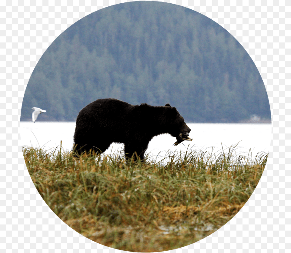 American Black Bear, Animal, Mammal, Wildlife, Bird Free Png