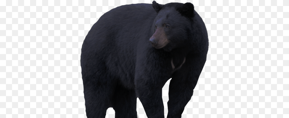 American Black Bear, Animal, Mammal, Wildlife, Black Bear Free Png Download
