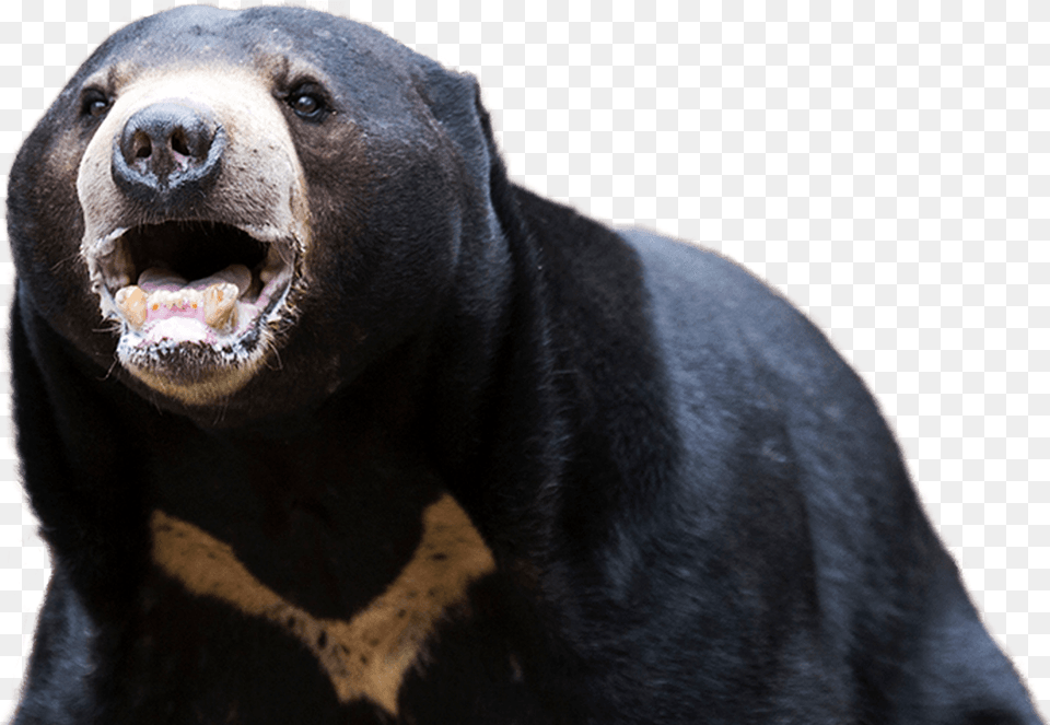 American Black Bear Transparent Background Sun Bear, Animal, Mammal, Wildlife, Black Bear Png