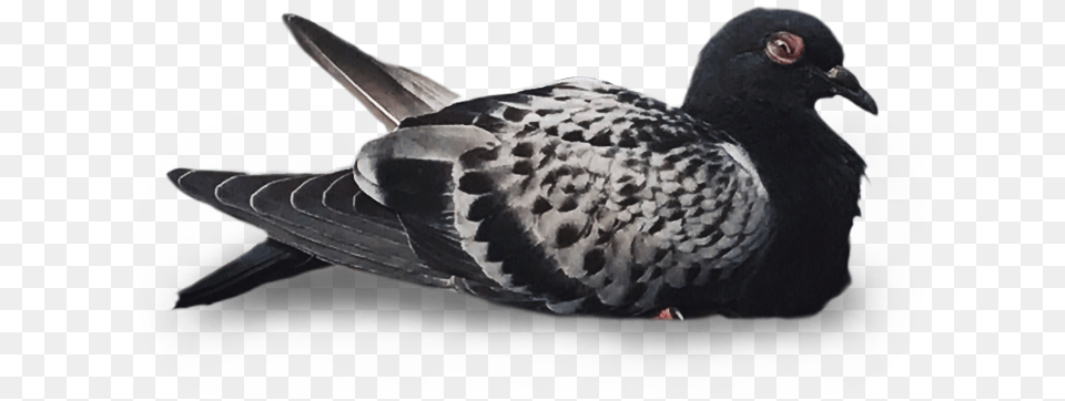 American Black Duck, Animal, Bird, Pigeon, Dove Free Png