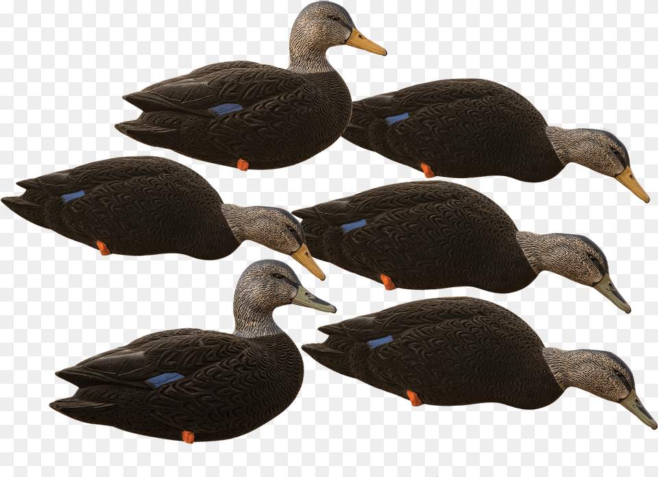 American Black Duck, Animal, Bird, Anseriformes, Waterfowl Free Png Download
