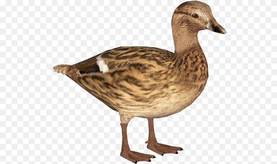 American Black Duck, Animal, Anseriformes, Bird, Waterfowl Png Image