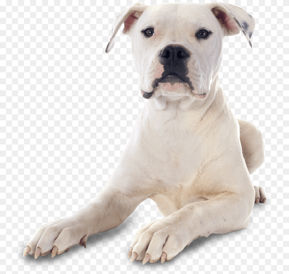 American Bulldog American Bulldog Puppies, Animal, Boxer, Canine, Dog Png