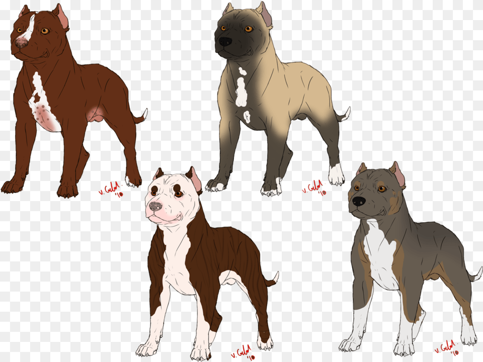 American Bully American Pit Bull Terrier American Bulldog, Animal, Canine, Dog, Mammal Free Png Download