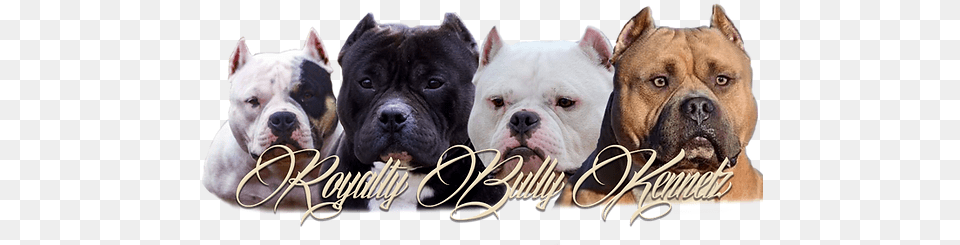 American Bully Kennel Collar, Animal, Bulldog, Canine, Dog Png