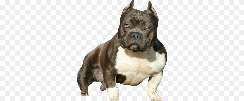 American Bully Psd Desenho Animado Do American Bully, Animal, Bulldog, Canine, Dog Png Image