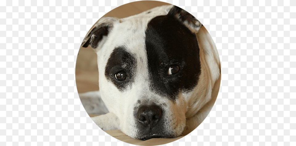 American Bully Staffordshire Bull Terrier, Photography, Animal, Canine, Dog Free Transparent Png