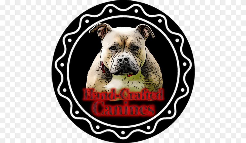 American Bully White English Bulldog, Animal, Canine, Dog, Mammal Free Png Download