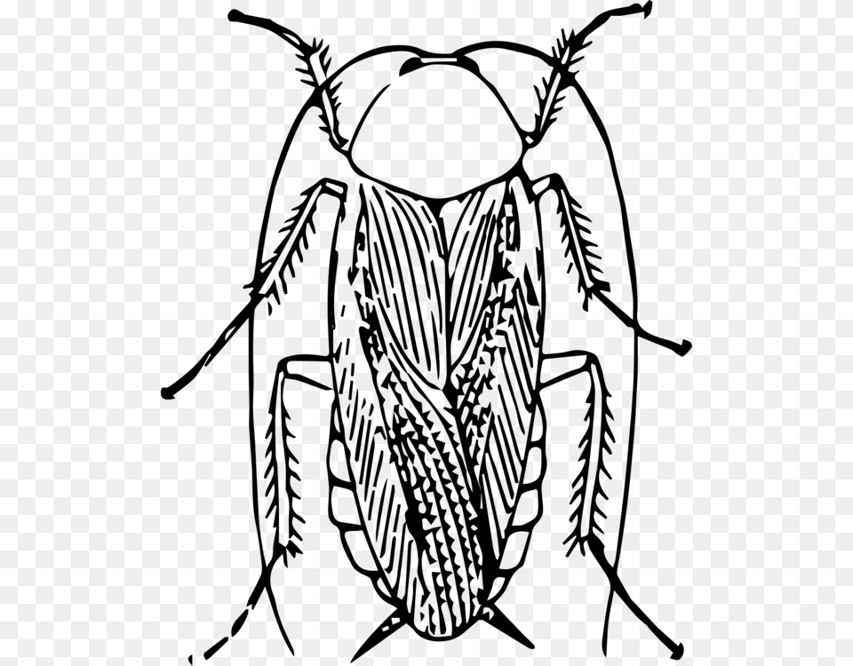 American Cockroach Black And White Insect Drawing, Gray Free Png Download