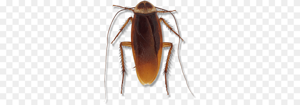 American Cockroach Cockroach, Animal, Insect, Invertebrate Png