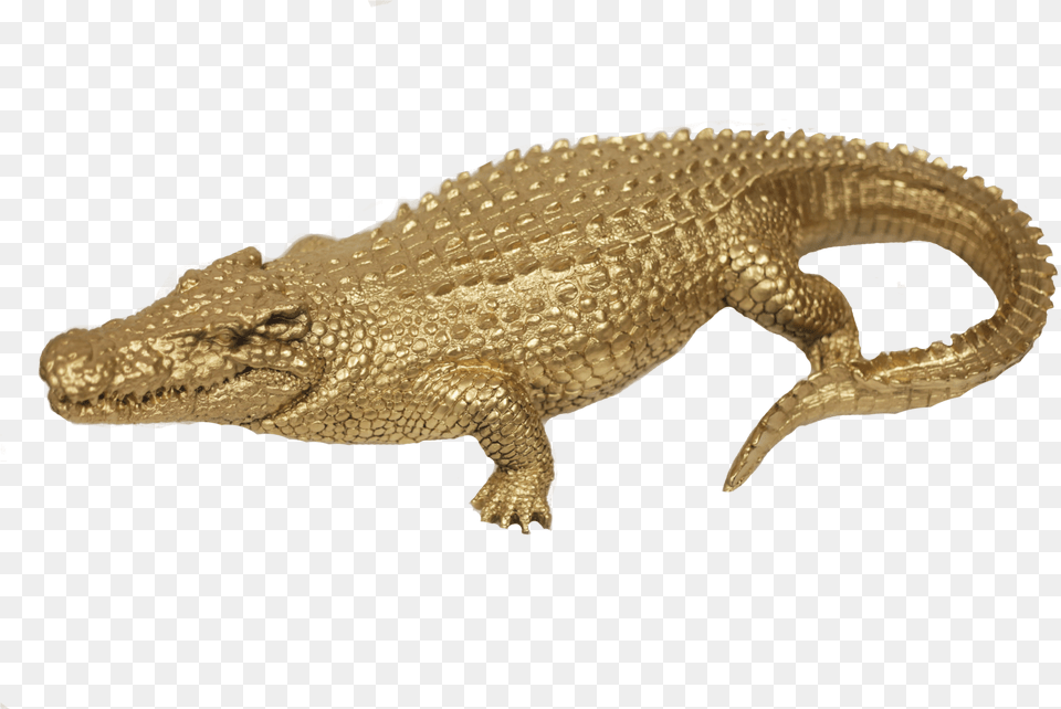 American Crocodile, Animal, Lizard, Reptile Free Png